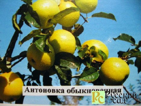 ЛУЧШИЕ СОРТА ЯБЛОНИ.Антоновка ЛУЧШИЕ СОРТА ЯБЛОНИ.Антоновка